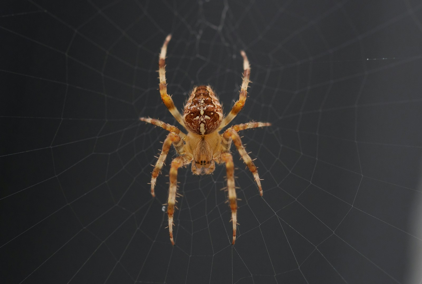 A close up of a spider on its web