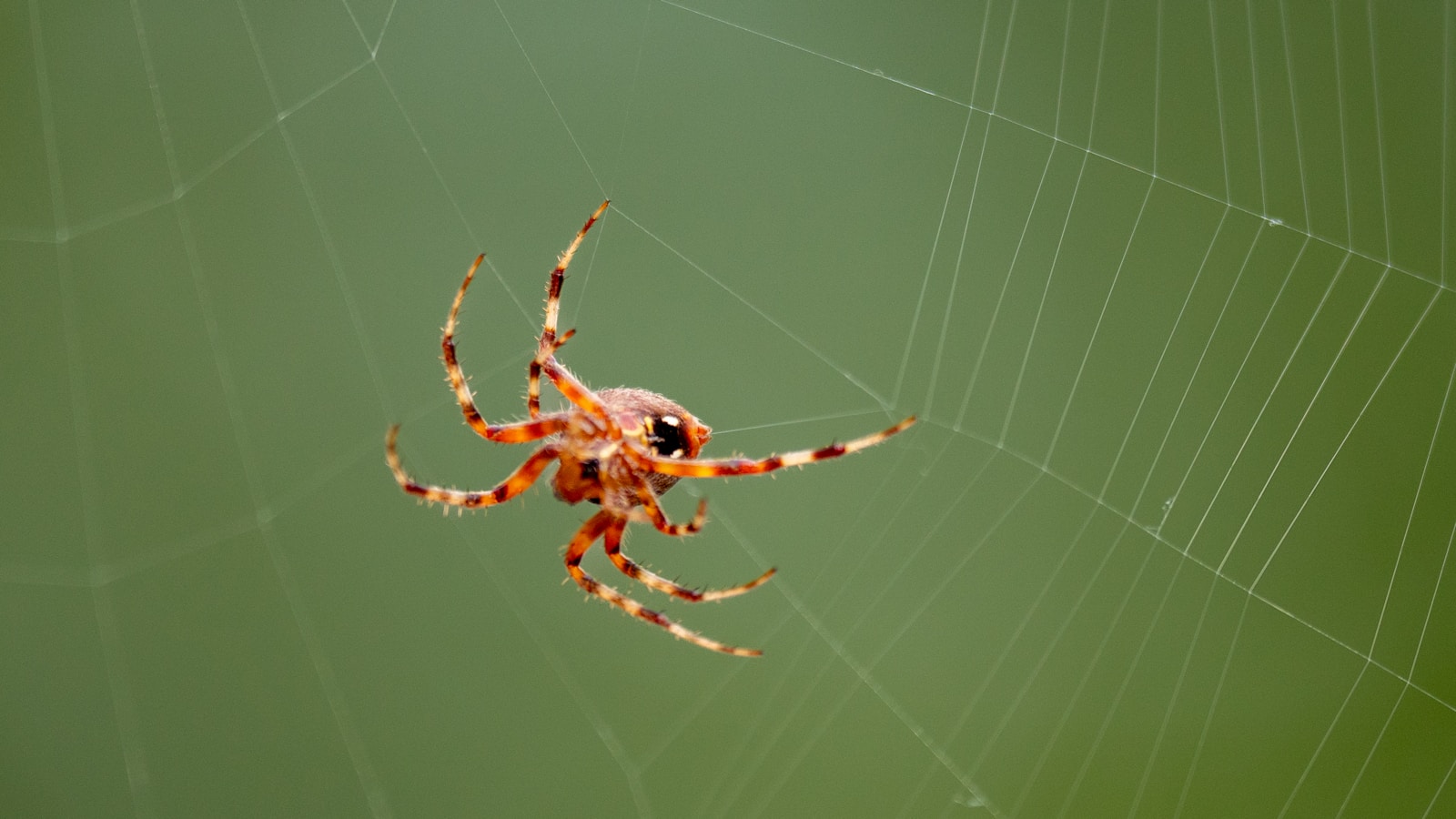 A close up of a spider on a web